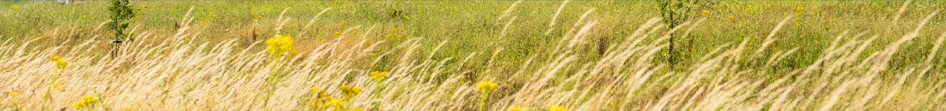 A field of grass